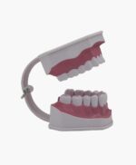 dental model-1