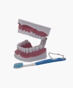 dental model-2