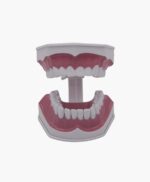 dental model-3