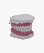 dental model-5