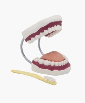 dental model-7