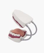 dental model-8