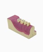 right lower tooth-2