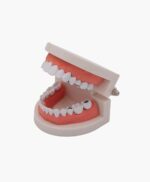 tooth model-3