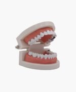 tooth model-5