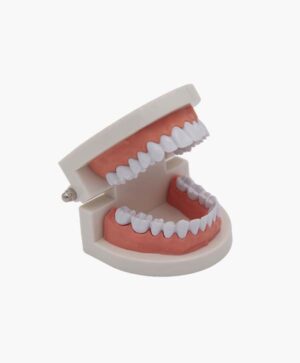 tooth model-6