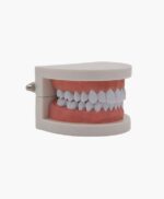 tooth model-7