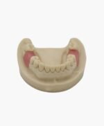 upper jaw-36